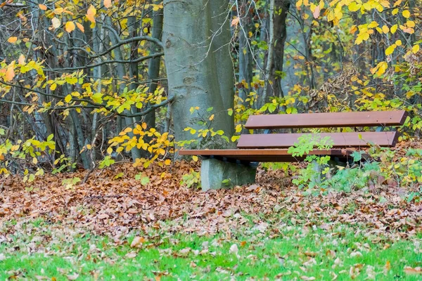 Скамейка Отдыха Осеннем Лесу — стоковое фото
