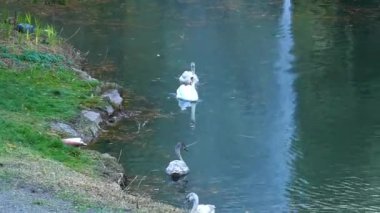 Kuğular parktaki gölette yüzerler..