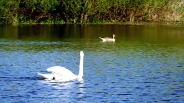 Kuğu ve ördek gölde yüzer.