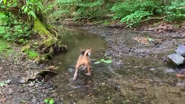 Hond Het Water — Stockvideo