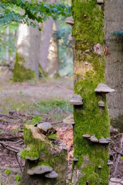 Ormandaki ağaç gövdesinde büyüyen mantarlar