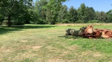 Kasırga tarafından tahrip edilen ağaç parkta duruyor..