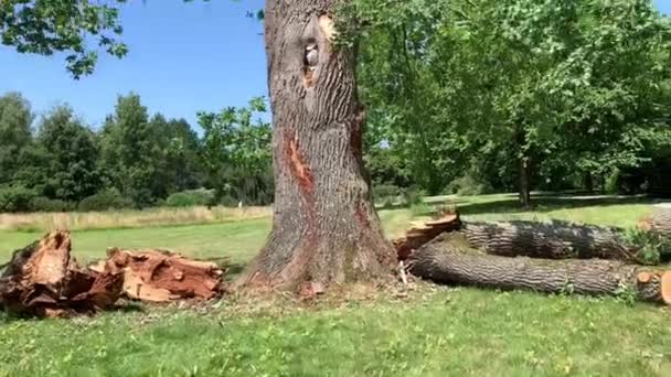 Árvore Destruída Pelo Furacão Está Parque — Vídeo de Stock