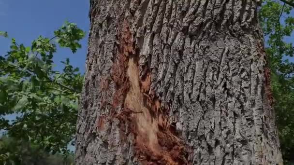 Дерево Уничтоженное Ураганом Стоит Парке — стоковое видео