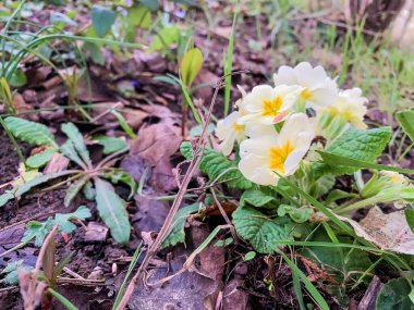 Bahçedeki sarı çiçek