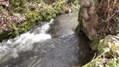 Ormanda güzel bir şelale