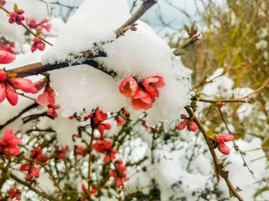 Karla kaplı ağaçlarla kaplı güzel kış manzarası