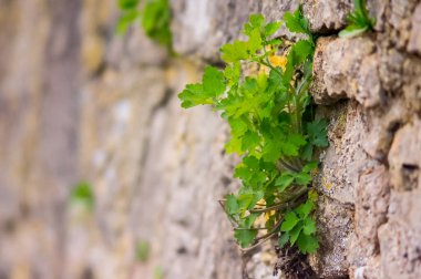 Taş bir duvarda yeşil bir bitki yetişiyor. Yüksek kalite fotoğraf
