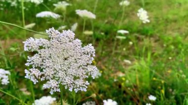 Tarladaki yaban domuzu çiçeği.