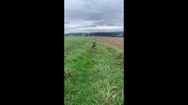 Köpek tarlada yürüyor. Yüksek kaliteli FullHD görüntüler