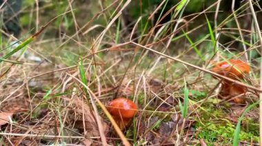 Orman Yunanlıları. Yakın plan. Bir adam patika boyunca yürüyor. Yüksek kalite 4k görüntü