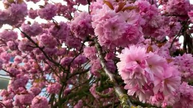 Pembe Japon kiraz çiçekleri ilkbaharda açar. Yüksek kaliteli FullHD görüntüler