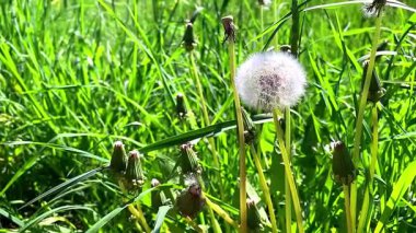 Güzel botanik fotoğrafı, doğal duvar kağıdı.
