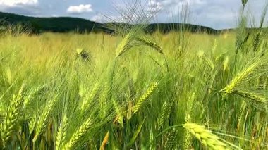 Yazın buğday tarlası