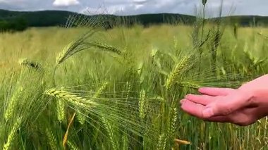 Bir avuç olgunlaşmış buğday tarlasında el ele tutuşur.