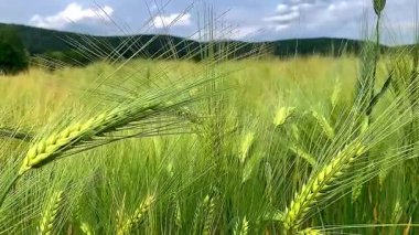 Yazın buğday tarlası