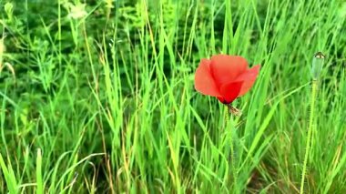 Bahçede kırmızı gelincik çiçeği