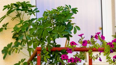 Balkonda güzel çiçekler
