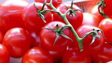 Bir kiraz domatesi çok sayıda domatesin arasına düşer. Meyveli domates bir avuç domatesin içine düşer. Yüksek kalite 4k görüntü