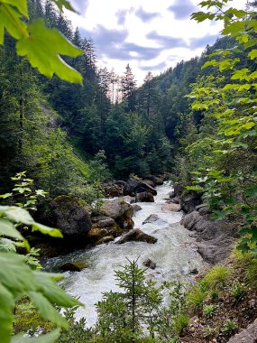 Ormanda yeşilliklerle çevrili güzel bir nehir görüntüsü.