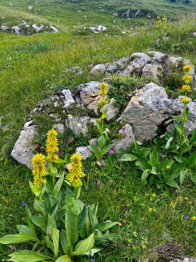 Çiçekli dağ manzarası