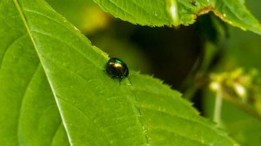 Yeşil yapraklı, bulanık arkaplanı olan bir böceğin yakın plan çekimi.