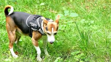 Ormandaki av köpeği. Köpek. Köpek..