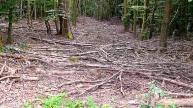 Ormanın güzel manzarası