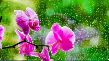 Archea flower against a backdrop of raindrops