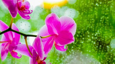 Archea flower against a backdrop of raindrops