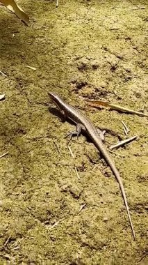 Ormanda küçük bir ejderha