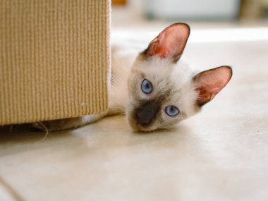 beyaz ve mavi gözlü kedi yavrusu oynuyor.