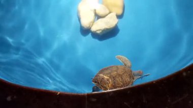 Projeto Tamar, Orla do Atalaia, Aracaju, Sergipe, Brezilya