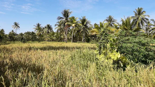 stock image Beautiful view of the island of South Kalimantan, Indonesia