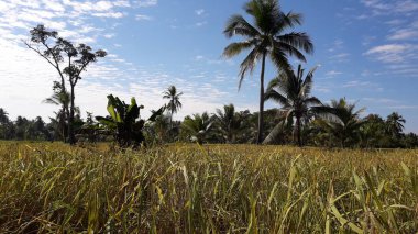 Arka planda hindistan cevizi ağaçları olan tarlanın güzel manzarası.