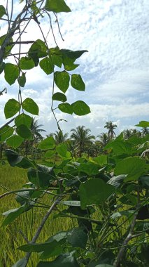 Ormanda yeşil ağaçlar 