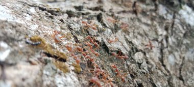 Bir ağaç kabuğuna yakın. 