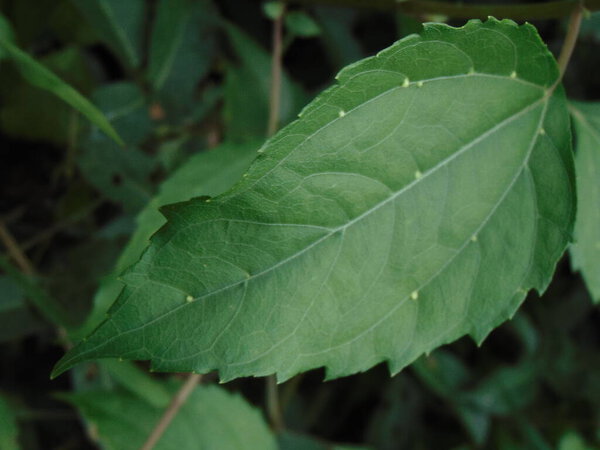 a closeup shot of a green leaf 