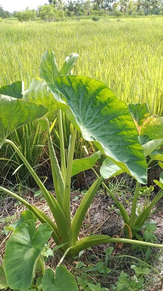 Taro Plantage Auf Reisfeldern — Stockfoto