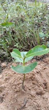 Bahçedeki yeşil bitki 