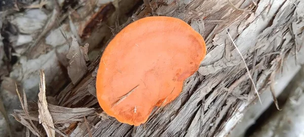 Närbild Röd Och Orange Svamp Ett Träd — Stockfoto