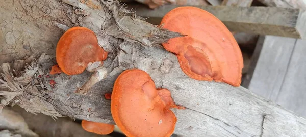 Orange Mushroom Wooden Background — Stock Photo, Image