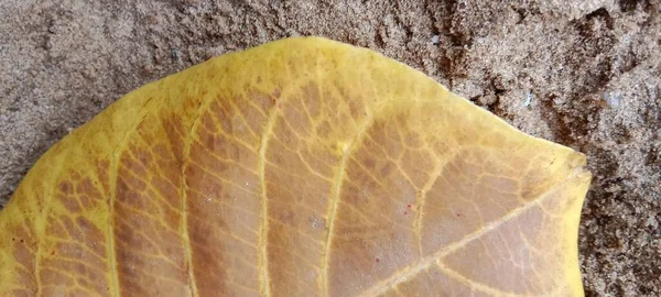 黄褐色の月の木の葉の質感 — ストック写真
