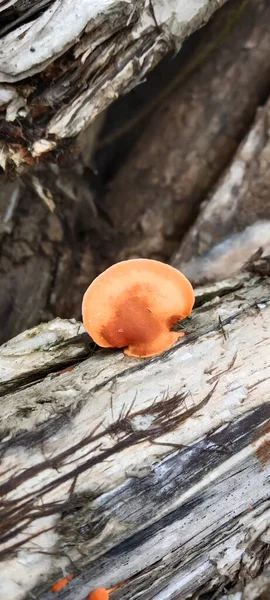 Nahaufnahme Eines Orangefarbenen Pilzes Auf Einem Baum — Stockfoto