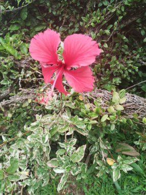 A delicate pink hibiscus flower standing out against variegated foliage, captured in a moment of natural serenity. clipart