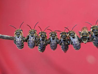 Lipotriches is a large genus of sweat bees in the family Halictidae, distributed widely throughout the Eastern Hemisphere though absent from Europe.