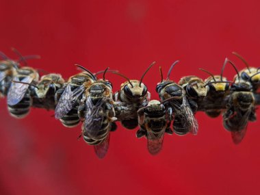 Lipotriches is a large genus of sweat bees in the family Halictidae, distributed widely throughout the Eastern Hemisphere though absent from Europe.