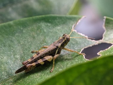 Çekirgeler Caelifera alt sınırına ait bir böcek grubudur..