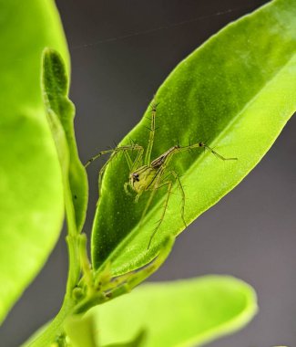 Closeup green lynx spider on a green leaf.