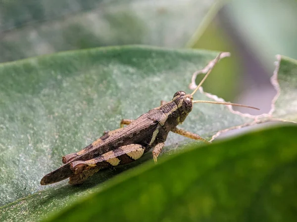 Grasshoppers are a group of insects belonging to the suborder Caelifera.